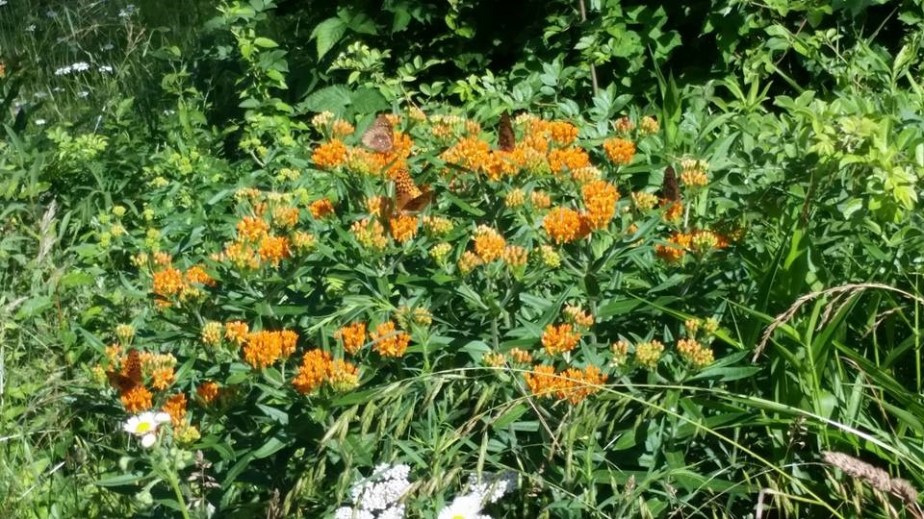 The Importance of&nbsp;Pollinators