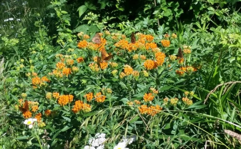 The Importance of&nbsp;Pollinators