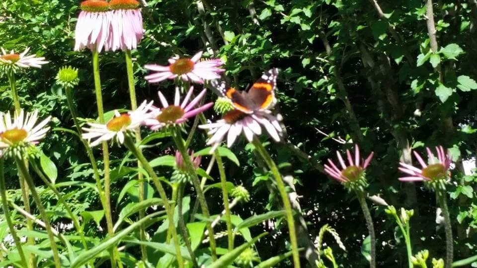 blog2_growperennialssavebees