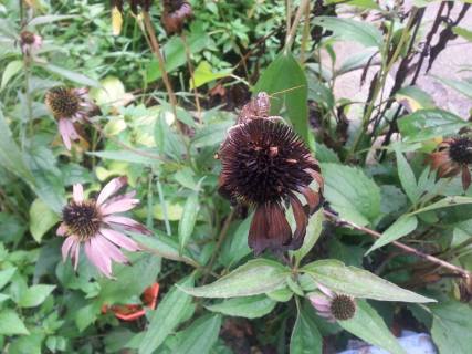 blog3_purpleconeflower_echinacea_grasshopper_seed