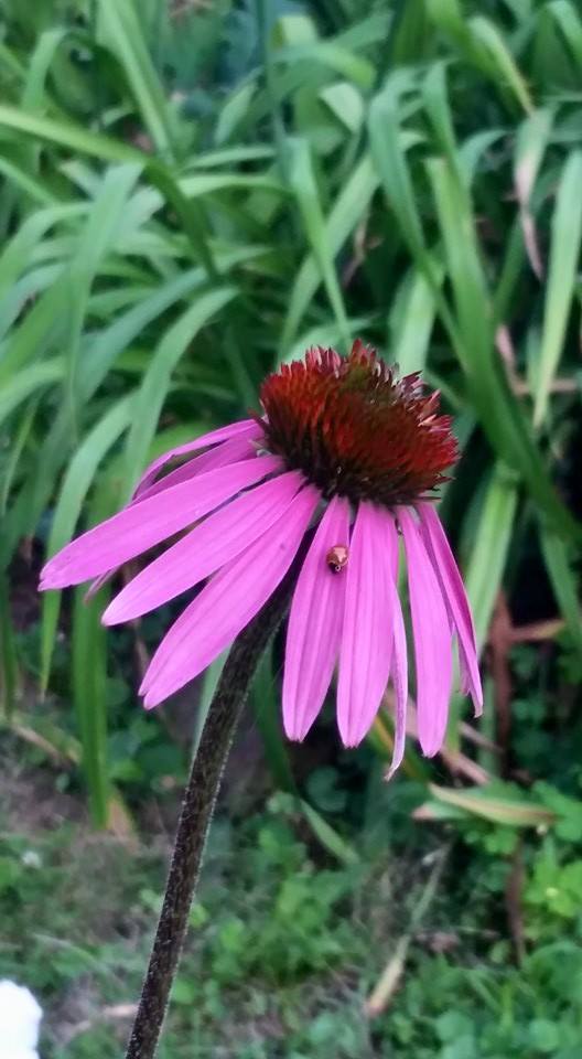 blog3_purpleconeflower_echinacea_ladybug