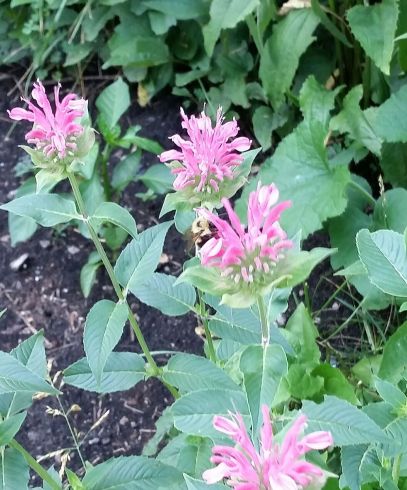 bee_balm