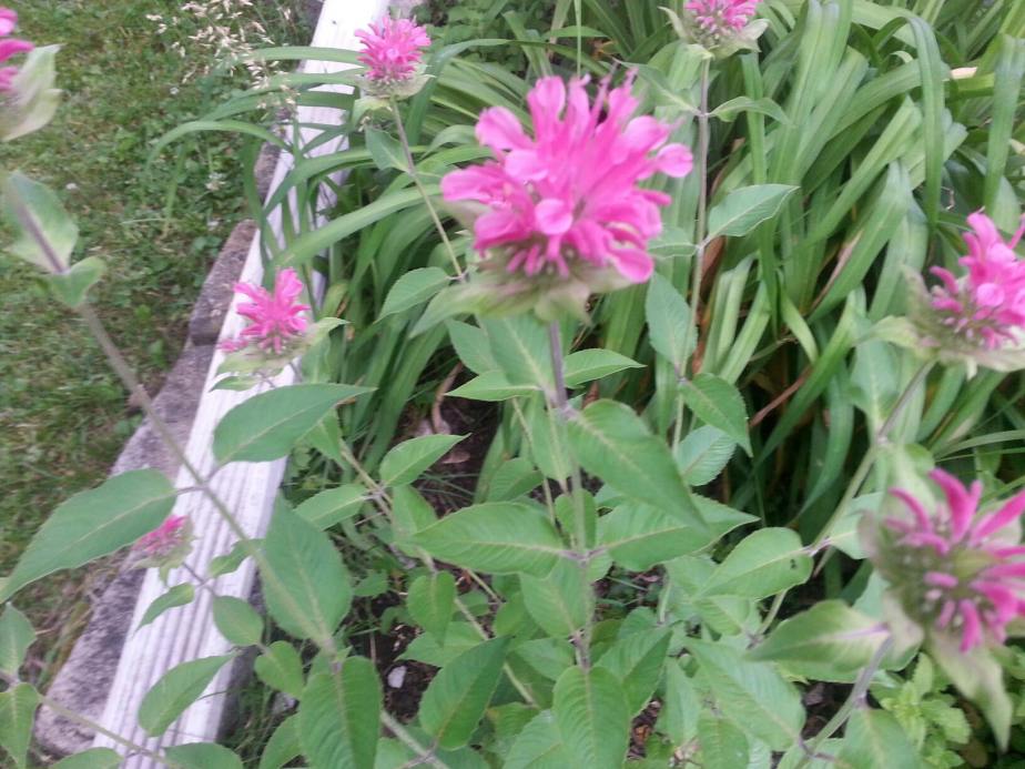 Native Perennial Series: Bee&nbsp;Balm