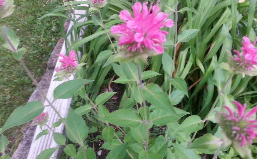 Beebalm (bergamot)