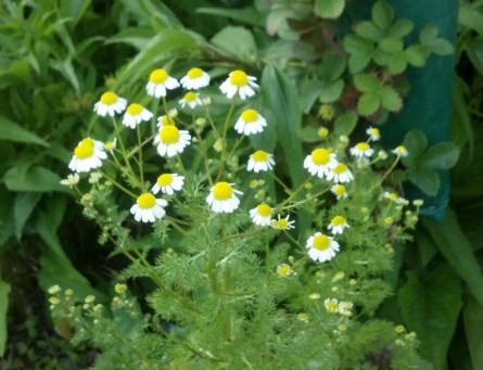 chamomile