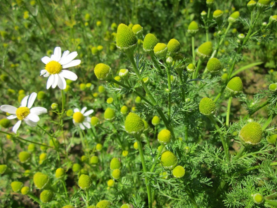 Native Perennial Series:&nbsp;Chamomile