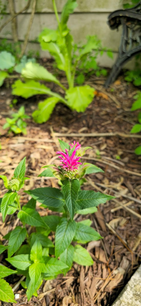Bee balm monarda blooming