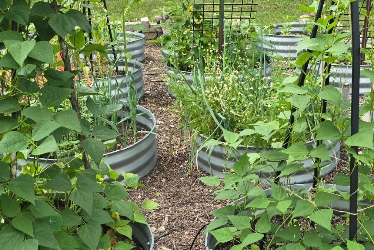 Pole beans growing in a raised garden bed in northern Indiana 2025