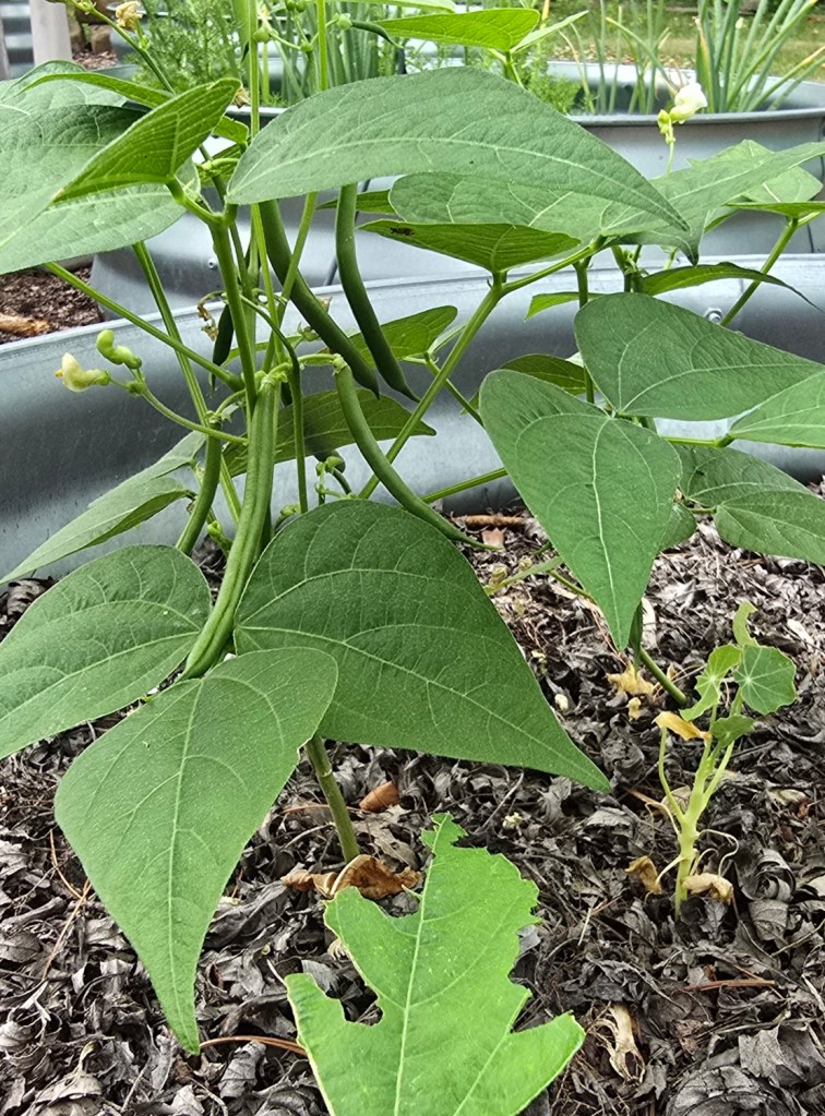Bush beans "Seychelle" growing in a raised garden bed in northern Indiana zone 6a